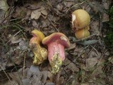 Rubinoboletus rubinus image