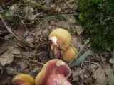 Rubinoboletus rubinus image