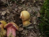Rubinoboletus rubinus image