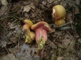 Rubinoboletus rubinus image
