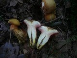 Rubinoboletus rubinus image