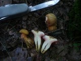 Rubinoboletus rubinus image