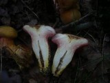 Rubinoboletus rubinus image