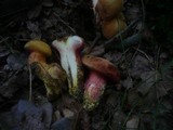 Rubinoboletus rubinus image