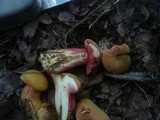 Rubinoboletus rubinus image