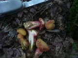 Rubinoboletus rubinus image