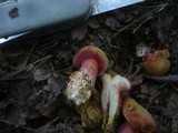 Rubinoboletus rubinus image