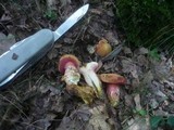 Rubinoboletus rubinus image