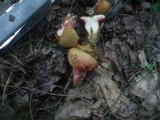 Rubinoboletus rubinus image