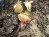 Rubinoboletus rubinus image