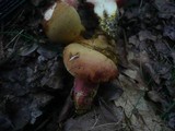 Rubinoboletus rubinus image