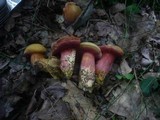 Rubinoboletus rubinus image