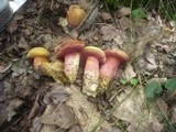 Rubinoboletus rubinus image