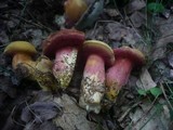 Rubinoboletus rubinus image