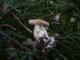 Cortinarius barbatus image