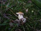 Cortinarius barbatus image