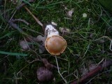 Cortinarius barbatus image