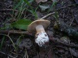 Cortinarius barbatus image