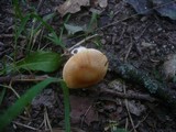 Cortinarius barbatus image