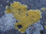 Caloplaca flavocitrina image
