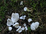 Rimbachia bryophila image