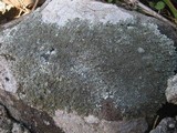 Parmelinopsis horrescens image