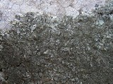 Parmelinopsis horrescens image