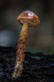 Austroboletus lacunosus image