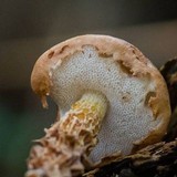 Austroboletus lacunosus image
