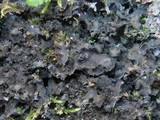 Blennothallia crispa image