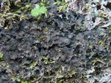 Blennothallia crispa image