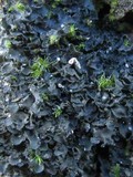 Blennothallia crispa image