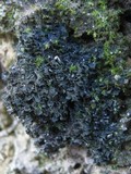 Blennothallia crispa image