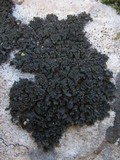 Blennothallia crispa image