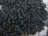 Blennothallia crispa image