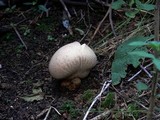 Calvatia craniiformis image