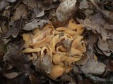 Otidea onotica image