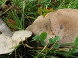 Lyophyllum leucophaeatum image