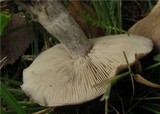 Lyophyllum leucophaeatum image