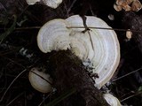 Trametes suaveolens image
