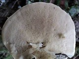 Trametes suaveolens image