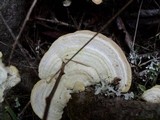 Trametes suaveolens image