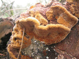 Phellinus gilvus image