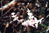 Podoserpula pusio var. tristis image