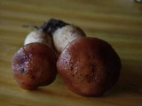 Armillaria solidipes image