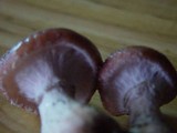 Armillaria solidipes image