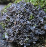 Leptogium cochleatum image