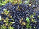 Leptogium schraderi image
