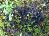 Leptogium schraderi image