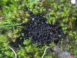 Leptogium schraderi image